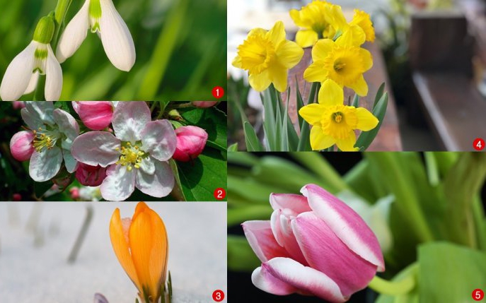 Testul florilor îți va spune ce te așteaptă în această primăvară