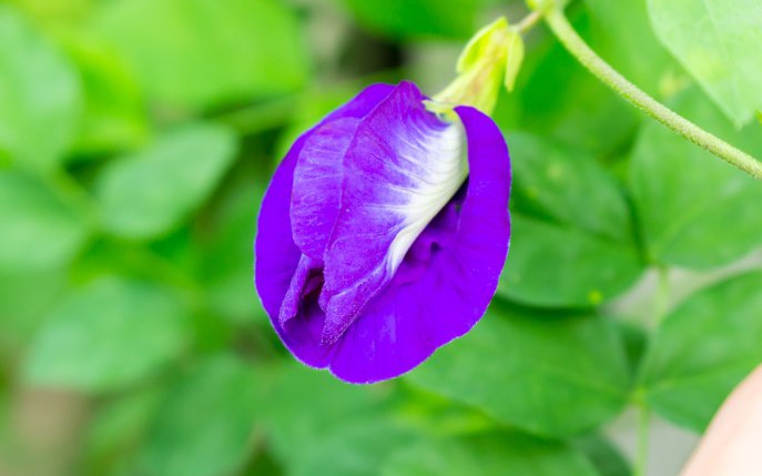 6 tipuri de labii pe care le au femeile