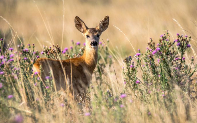 Daca iti apare in cale unul din aceste 10 animale puternice insemna ca ti se trimite un mesaj!