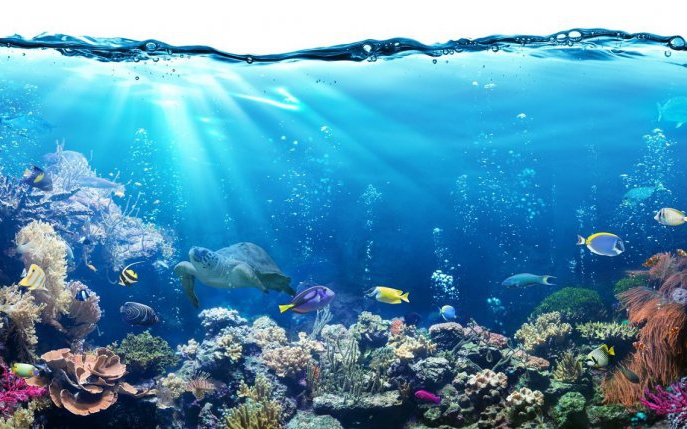 Ce s-ar întâmpla dacă ar dispărea reciful de corali
