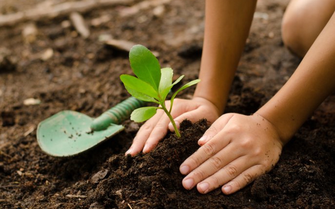 Cum să faci îngrășăminte pentru plante din solzi de pește