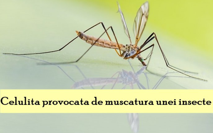 Cum recunoști celulita provocată de înțepăturile de insecte și ce trebuie să faci