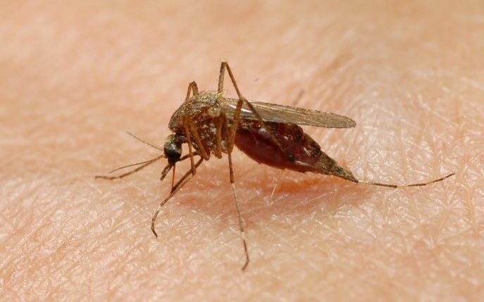 Totul despre West Nile, virusul care a speriat România