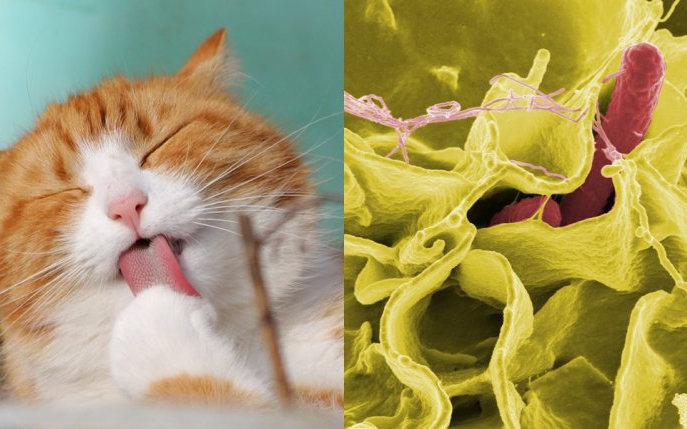 7 boli pe care le poți lua de la animalul tău de companie
