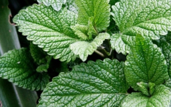 Exploreaza latura necunoascuta a artei culinare. Prepara un sos de menta!