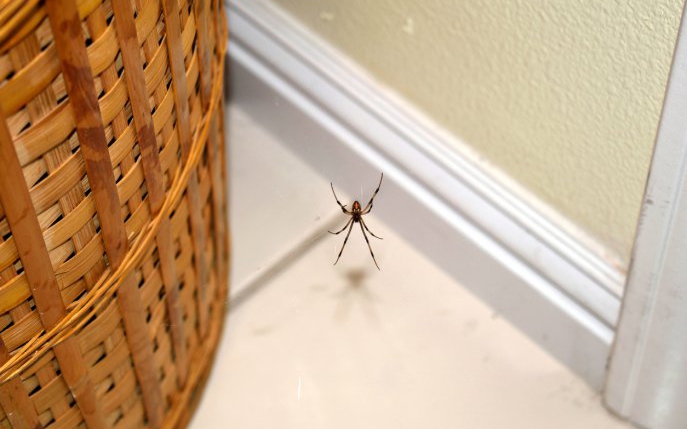 Trucul prin care ții păianjenii departe de casa ta