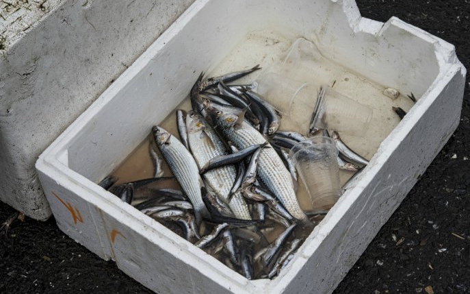Alertă în România! Tone de pește expirat și depozitat în condiții infecte, puse la vânzare!