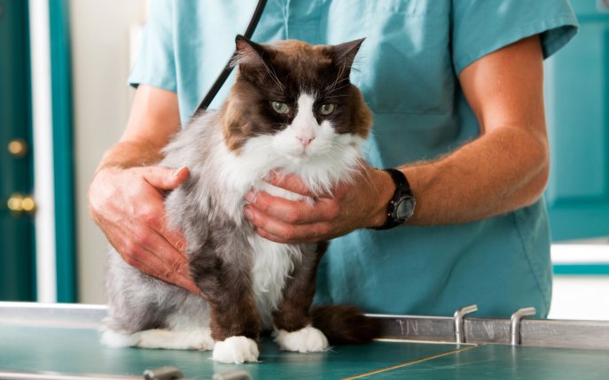 Sterilizare pisici: tot ce trebuie să știi