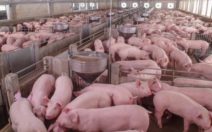 UE ar putea interzice carnea de porc din România. Uite cum ne-ar putea afecta această decizie