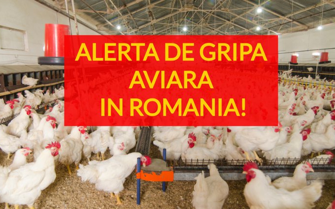 România în alertă: gripa aviară lovește din nou! Ce trebuie să știe cetățenii și ce măsuri iau autoritățile