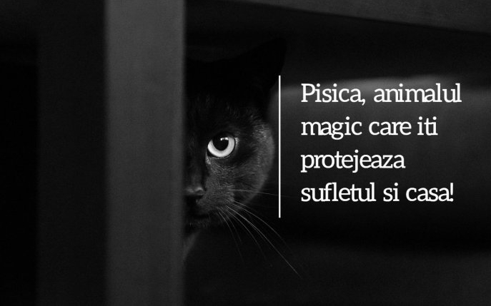 Pisica, animalul magic care te protejează și îți alungă energiile negative din casă