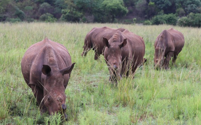 Maria Nila continuă campania de caritate Save the Rhino