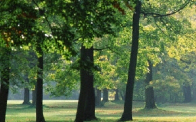 Plimbarile in natura si cafeaua pot imbunatati memoria de scurta durata