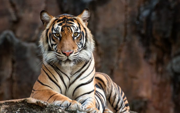 Veste tulburătoare: un tigru de la un Zoo din New York, depistat cu coronavirus