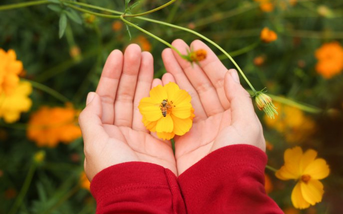 Apiterapia: vindecare naturală de la albine