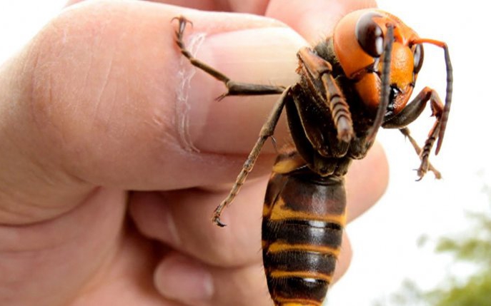 Producția de miere din Statele Unite, în pericol. Invazia de viespi ucigașe distruge colonii întregi de albine