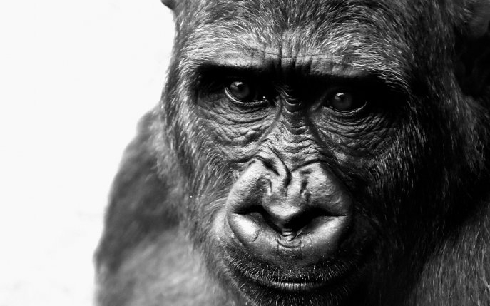 Cea mai tristă poveste din lume: gorila Ivan, prizoniera oamenilor, a învățat în captivitate să "vorbească" prin pictură