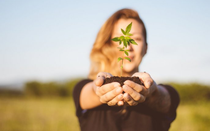 Planta cu o mie de resurse! Tot ce trebuie să știi despre extractul din cânepă