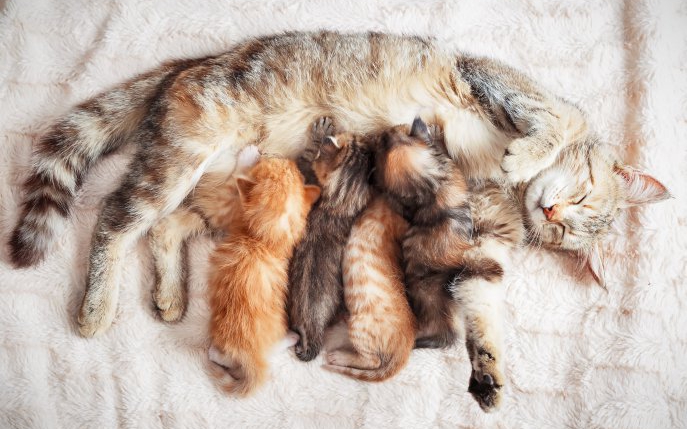 Cum să afli dacă pisica ta este însărcinată și cum să ai grijă de ea în această perioadă