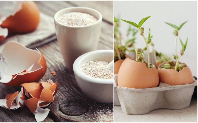15 întrebuințări neștiute ale cojilor de ouă. Nu le vei mai arunca niciodată după ce afli asta!