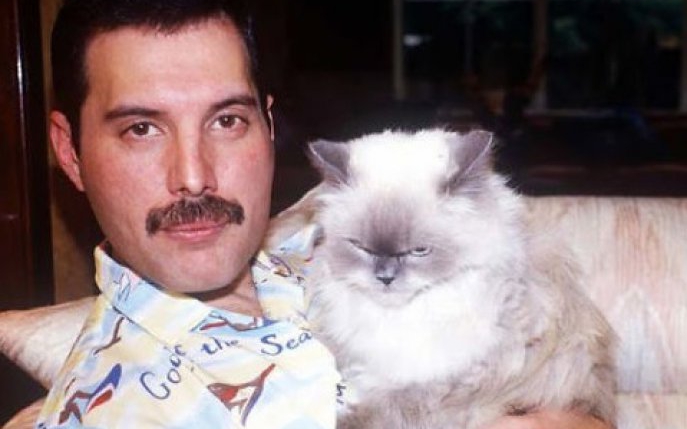 20 de imagini care arată cât de mult și-a iubit Freddie Mercury pisicile: erau precum copiii lui