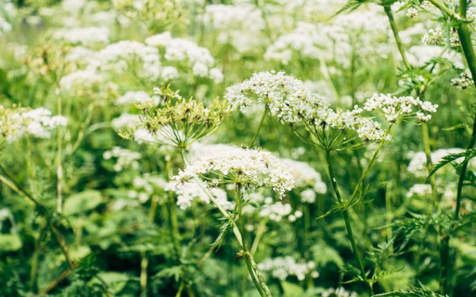 3 plante medicinale parfumate pe care este bine să le ai în grădină