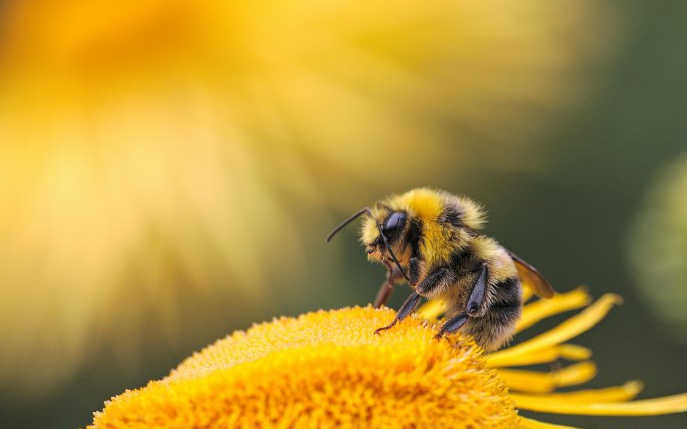 Înțepăturile de insecte. Când sunt periculoase și cum te ferești de ele