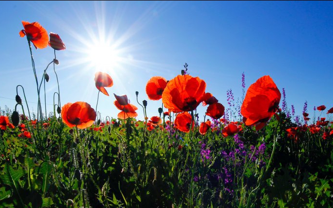 Cum tratezi florile bolnave sau legumele cu leacuri din plante