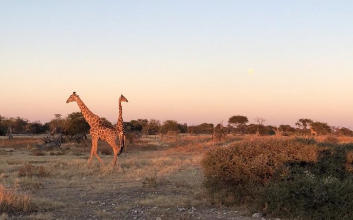 File de jurnal de călătorie: Namibia, deșertul de la marginea oceanului