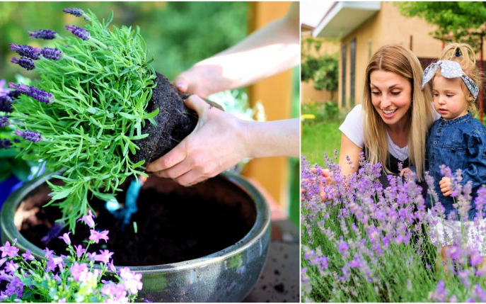 De ce este bine să plantezi lavandă în curte. Orice român trebuie să știe asta