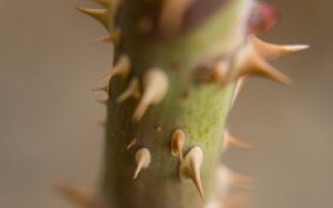 Spasmul esofagian - simptome, diagnostic, tratament