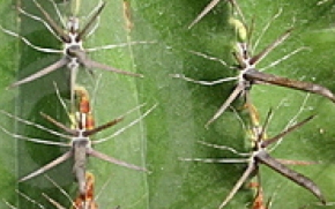 Negii si negii plantari - simptome, diagnostic, tratament