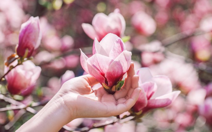 Cum se înmulțește magnolia