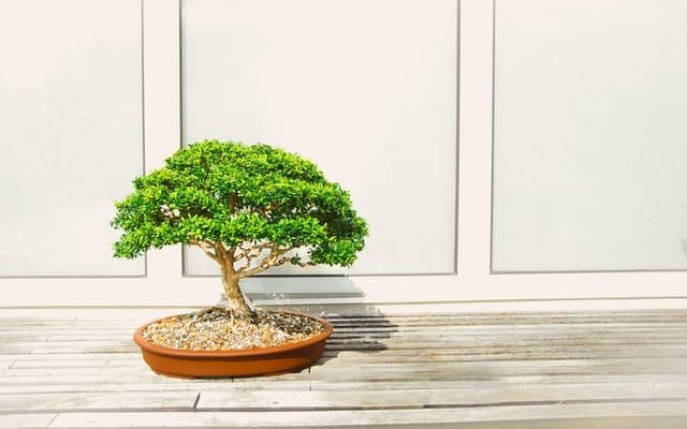 Cum să îngrijim un bonsai
