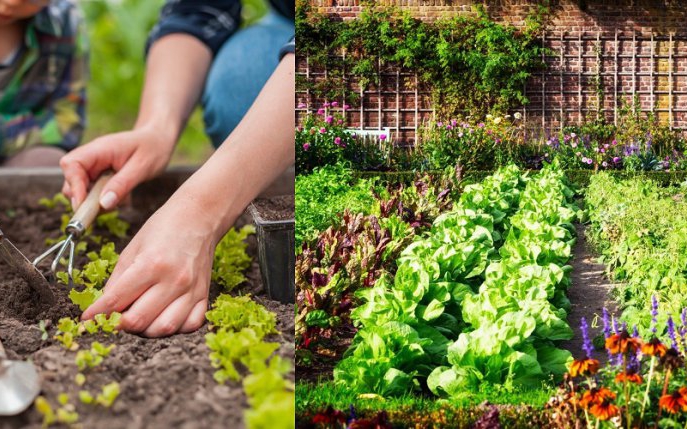 Ce flori să nu plantezi niciodată în grădină lângă legume. Uite motivul