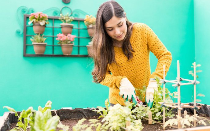 Calendarul grădinarului: ce trebuie să plantăm în luna ianuarie