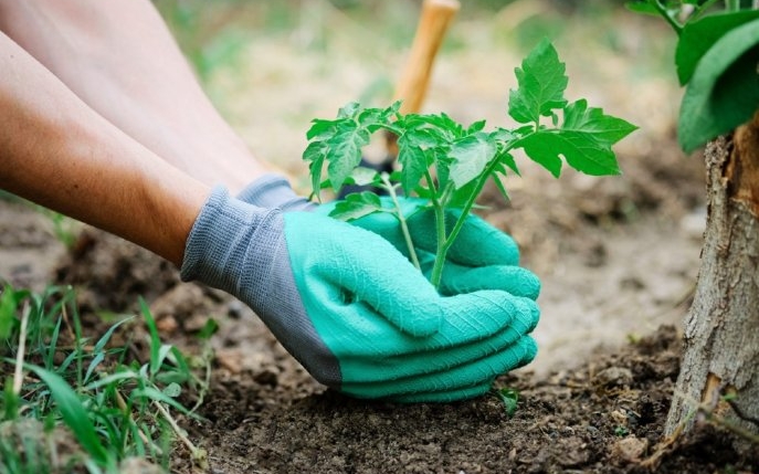 Calendarul grădinarului: ce trebuie să plantăm în luna martie