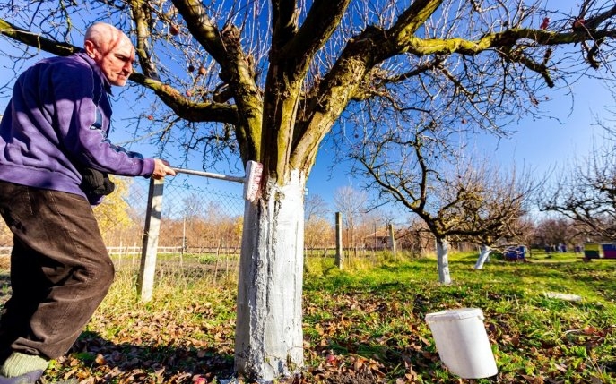 Pregătirea pomilor de primăvară: tot ce trebuie să știi despre procesul de văruire a pomilor fructiferi