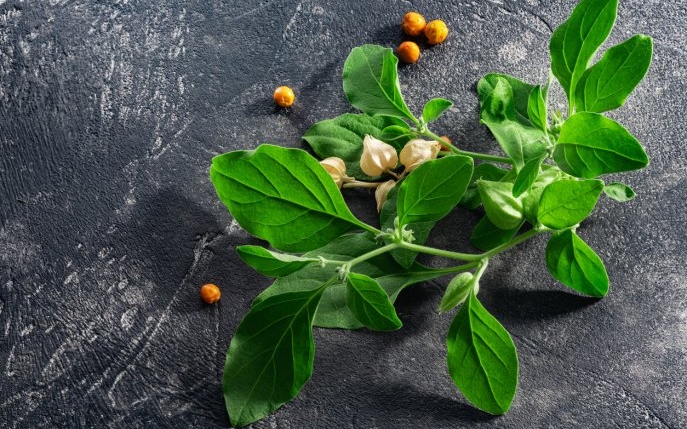 Ce este ashwadandha și cum te ajută?