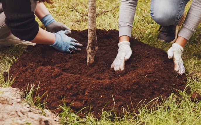 Copacul pe care niciun român nu trebuie să-l planteze în curte pentru că atrage ghinionul asupra gospodăriei