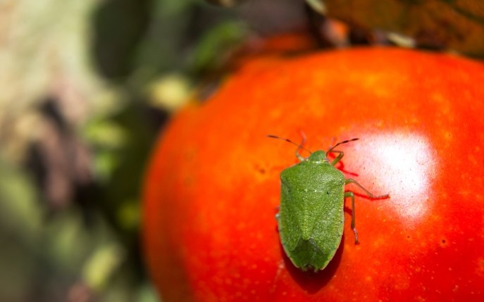Ploșnița tomatelor: cum o combați, pentru culturi sănătoase