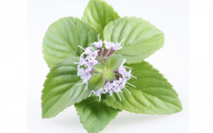 Menta - Informatii nutritionale si proprietati terapeutice