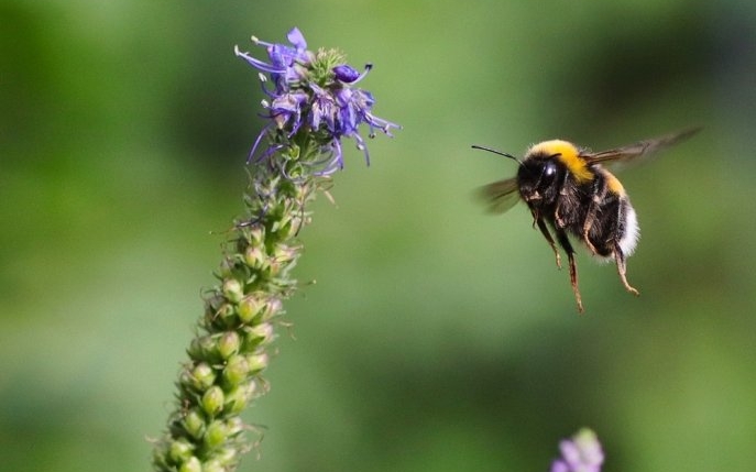 Semnificația spirituală a bondarului! Ce mesaje încearcă Universul să-ți transmită prin intermediul lor