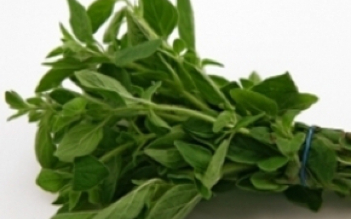 Oregano - Informatii nutritionale si proprietati terapeutice