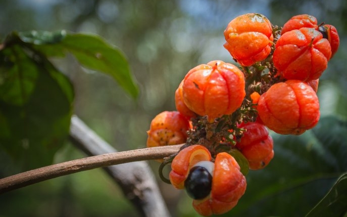 Guarana: beneficii și proprietăți