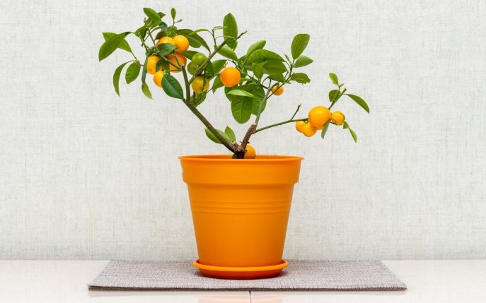 Cum îngrijești portocalul în ghiveci