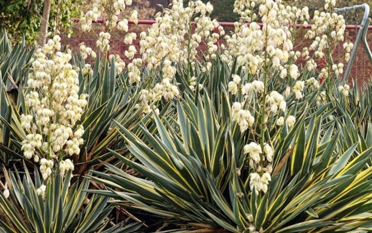 Yucca de grădină: plantare și îngrijire