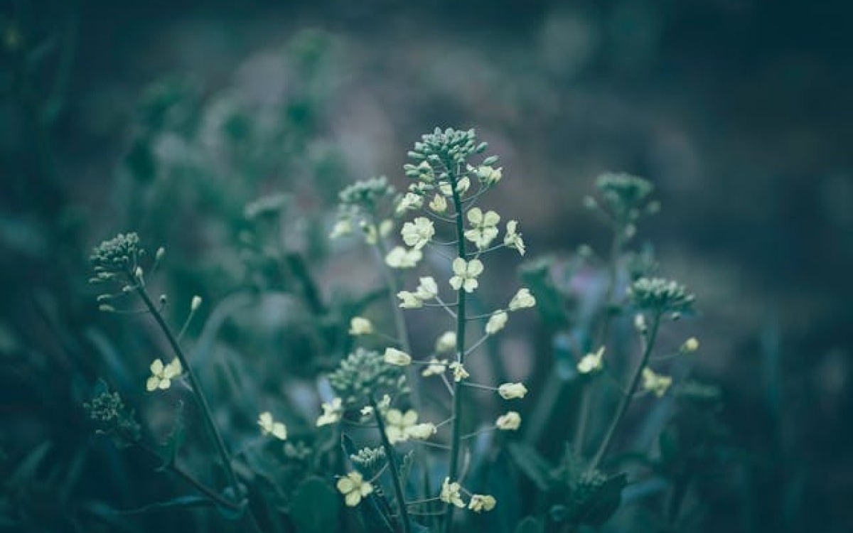 Traista ciobanului: beneficii și mod de administrare