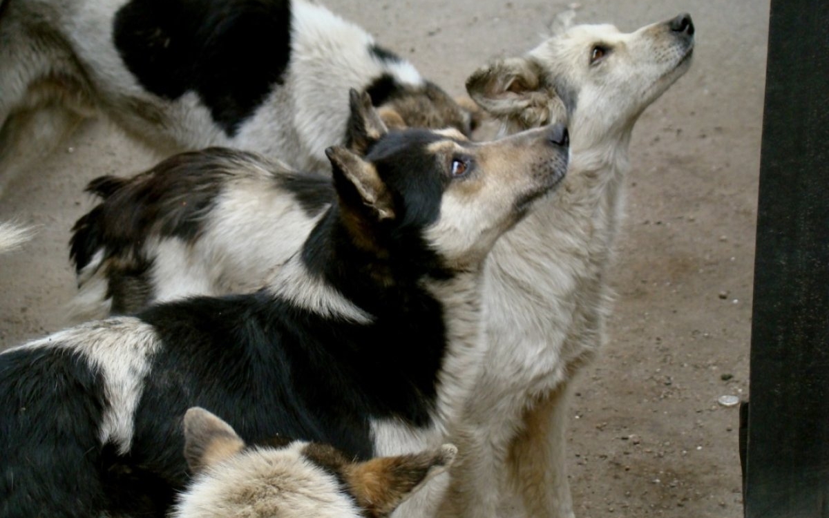 Un copil de numai 4 ani din Craiova a fost găsit mort în câmp, după ce ar fi fost atacat de un câine