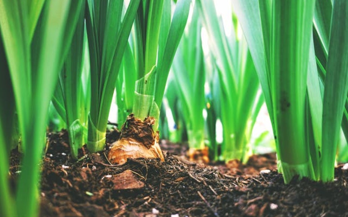 Alimente "carbon - negative": ce sunt și cum pot ajuta la combaterea schimbărilor climatice